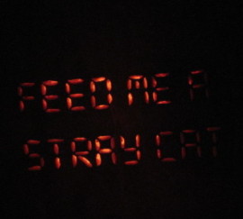Feed Me a Stray Cat