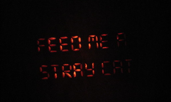 Feed Me a Stray Cat